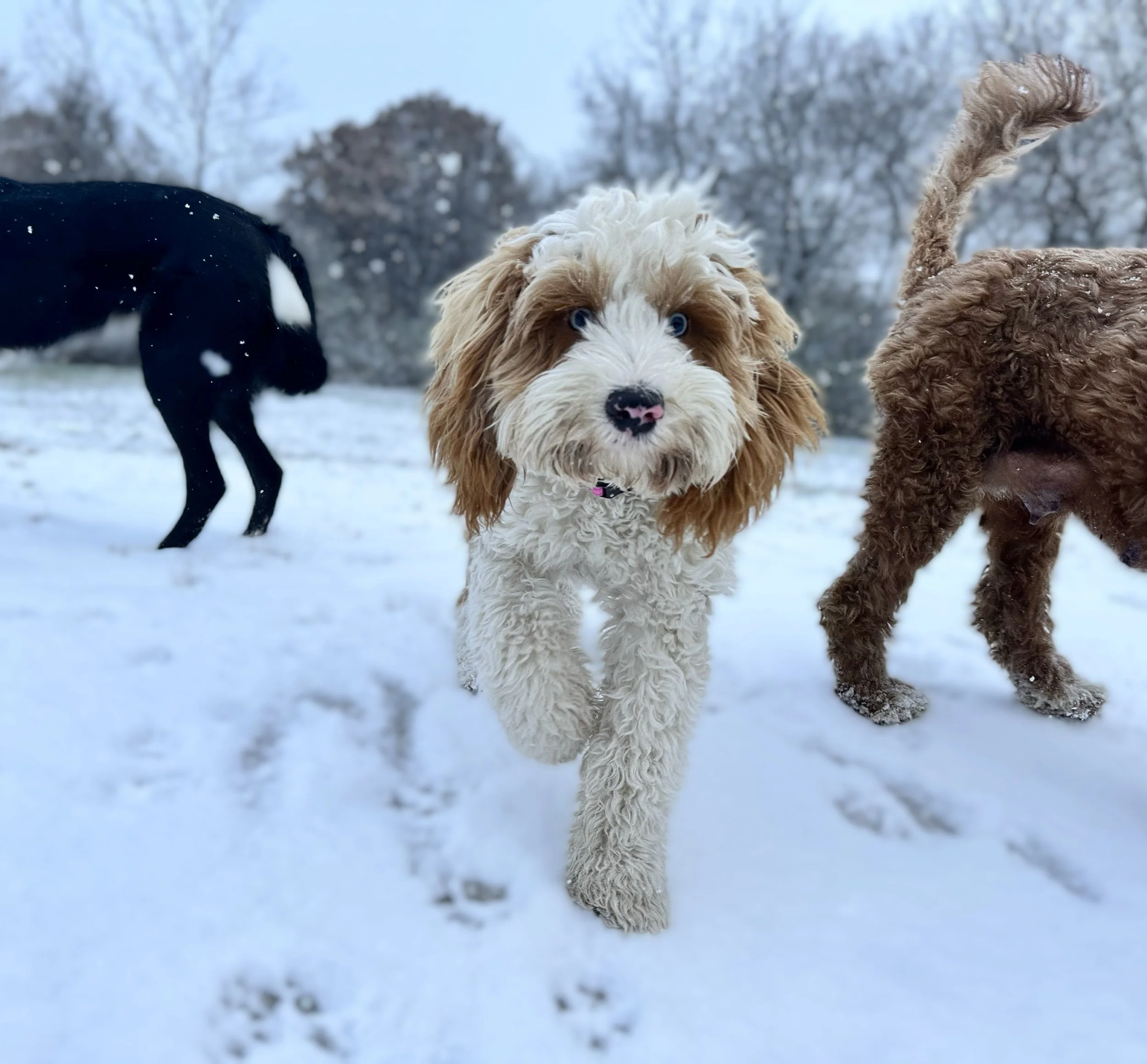 is it bad if doodles have blue eyes