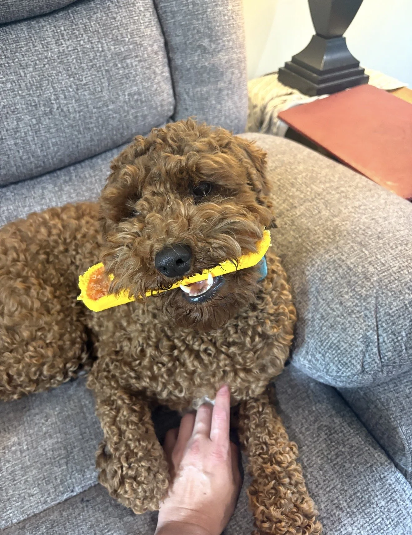 australian cavoodle puppy