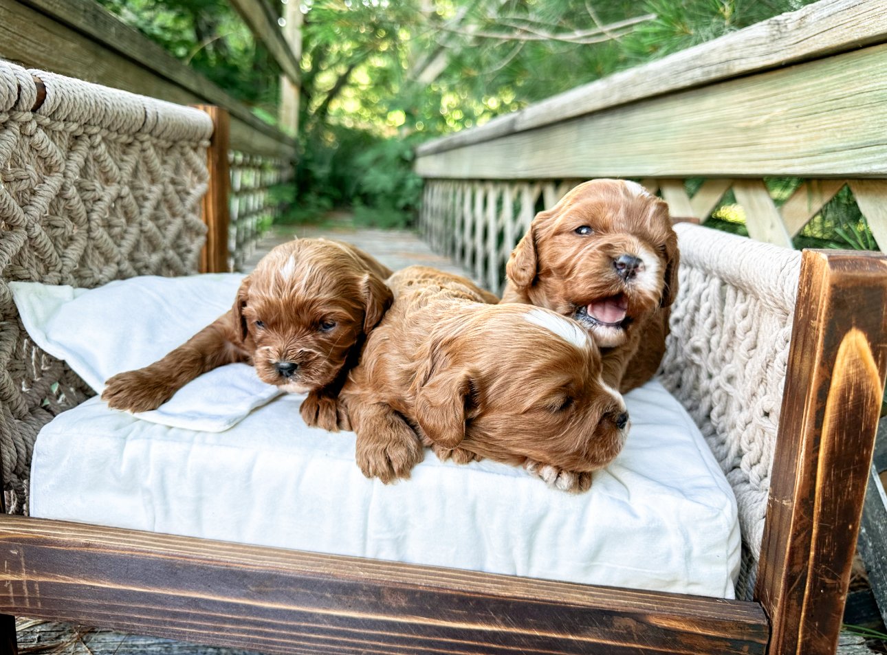 top cavoodle breeders in the us