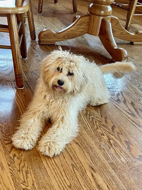 full grown micro mini australian labradoodle