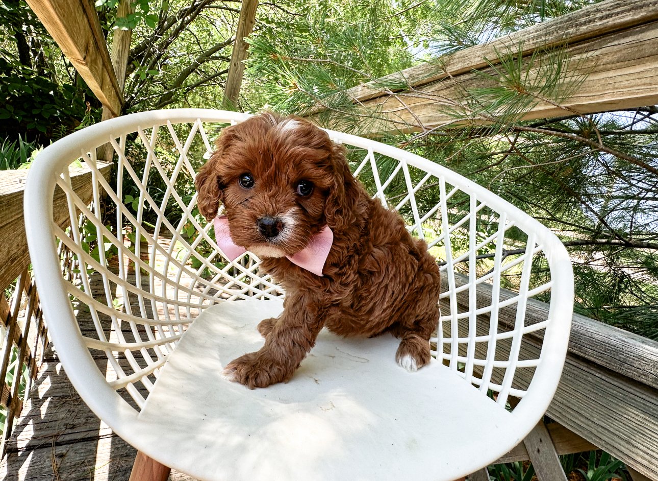 best cavapoo breeders