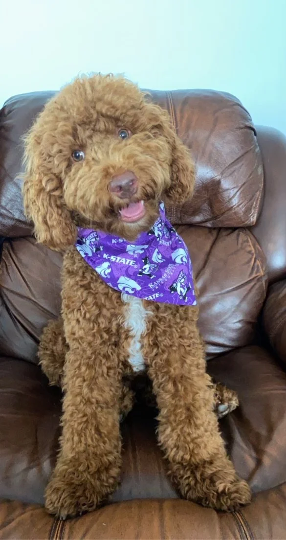 WOOL COAT AUSTRALIAN LABRADOODLE