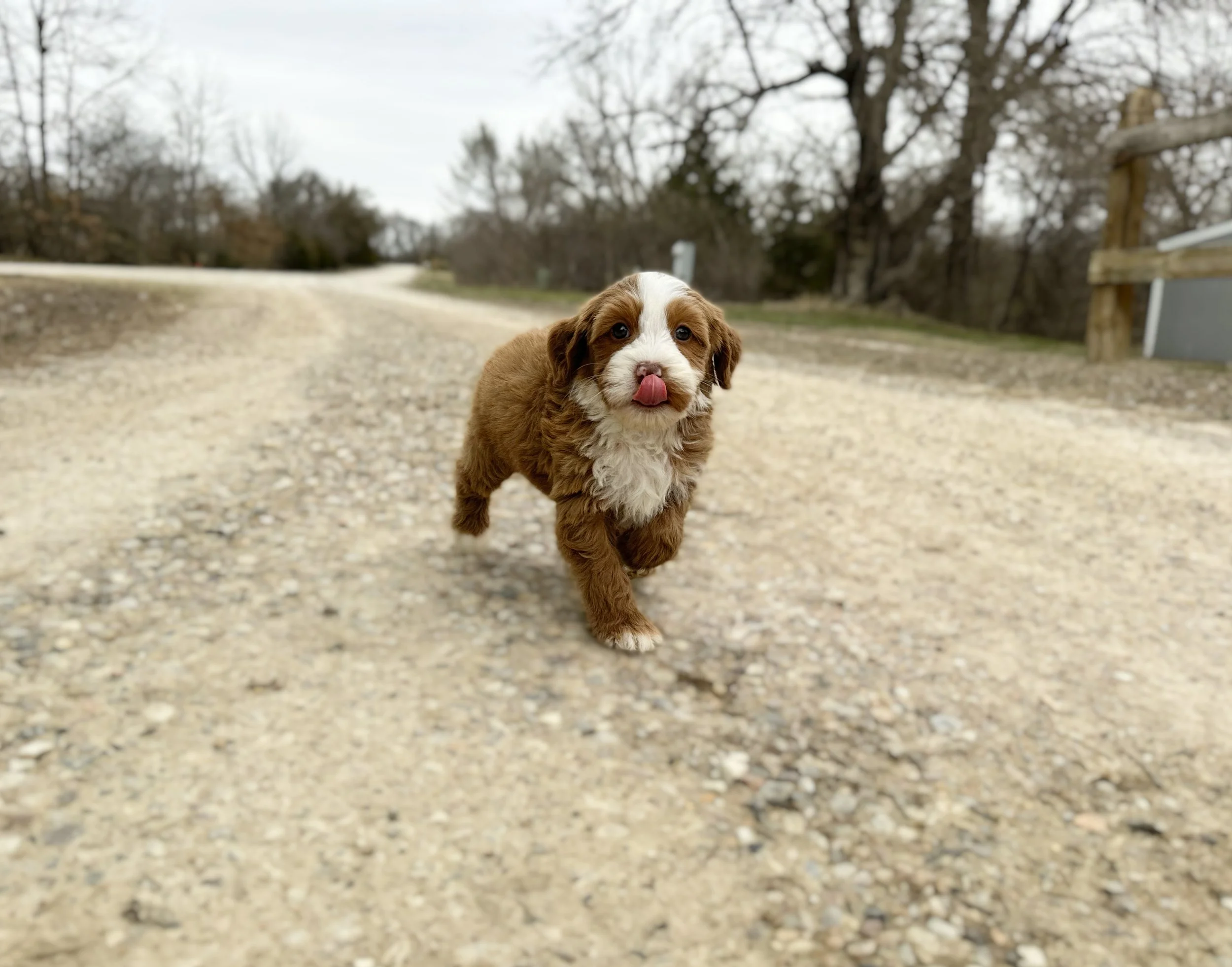 what is a multigen bernedoodle