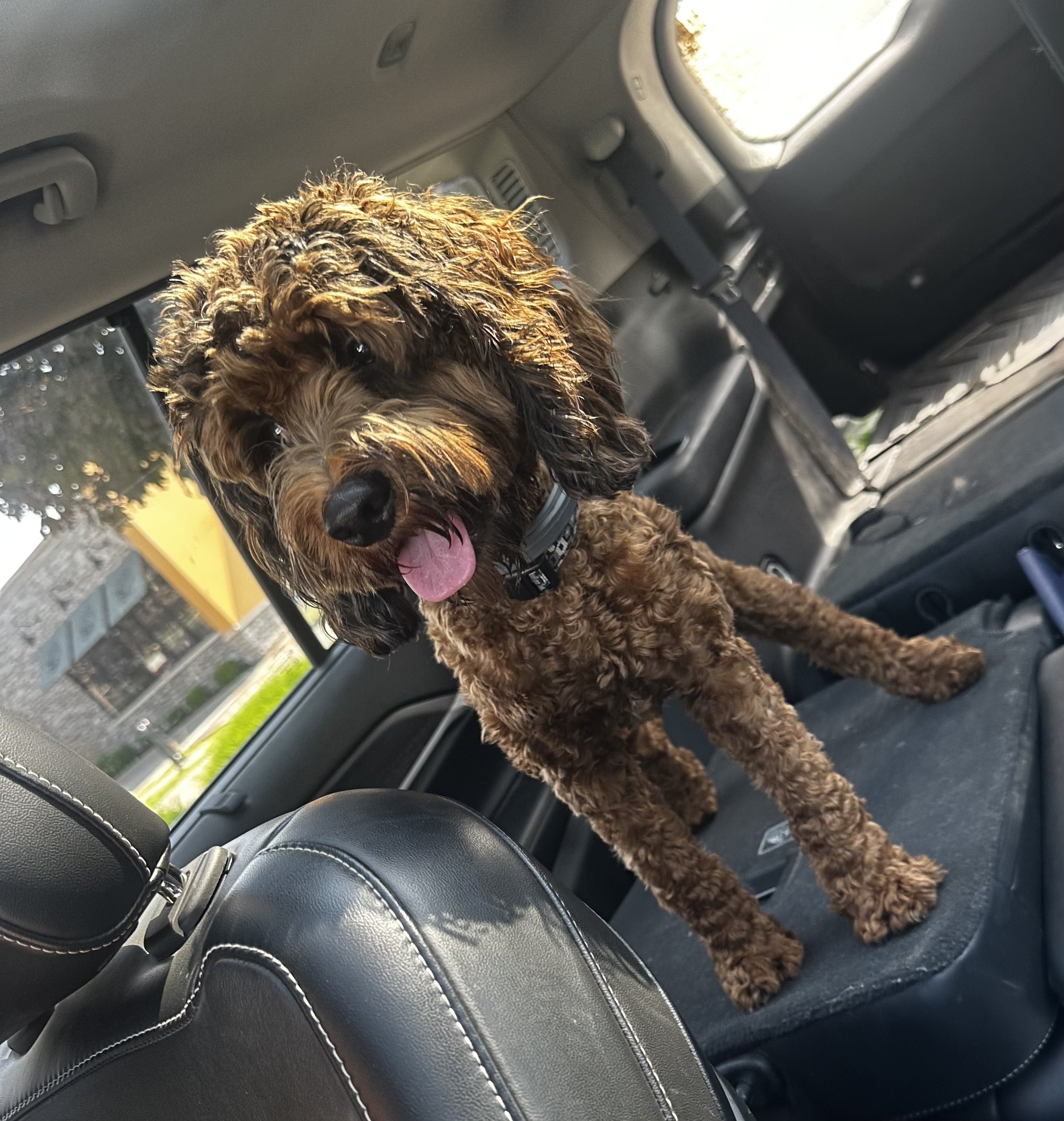 cockapoo breeders in kansas