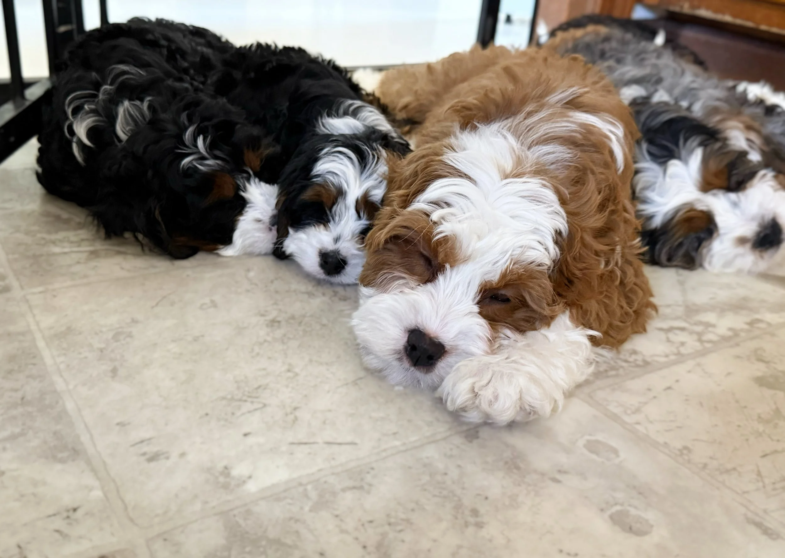f1 cavapoos for sale near me