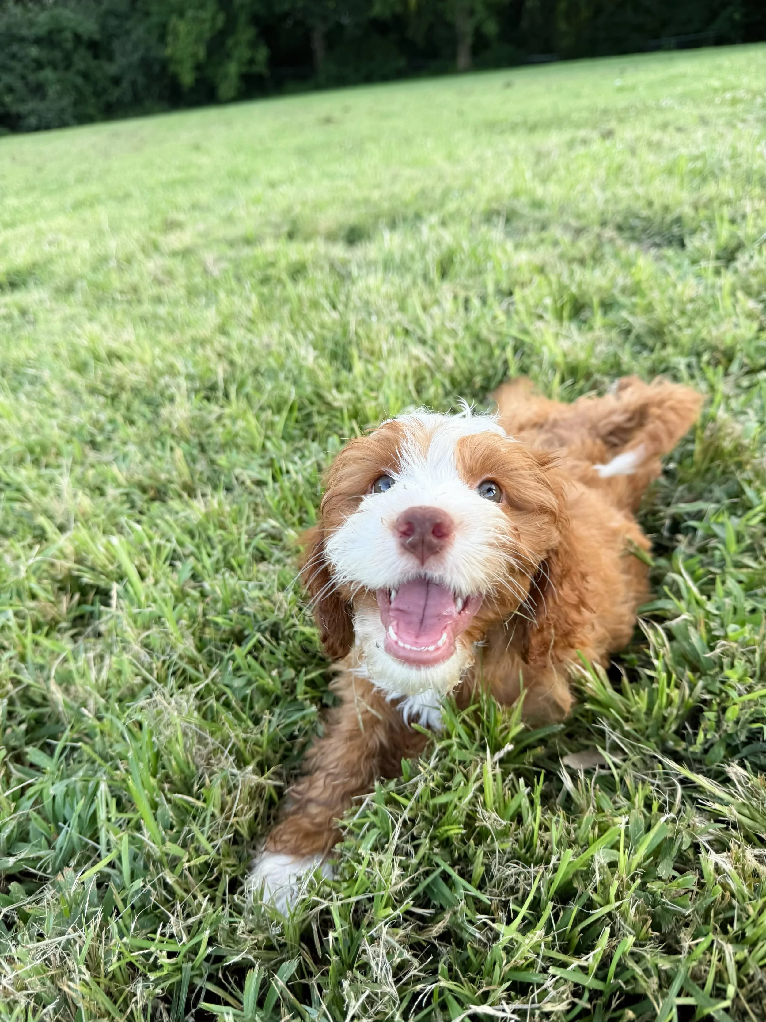 top cavoodle breeders