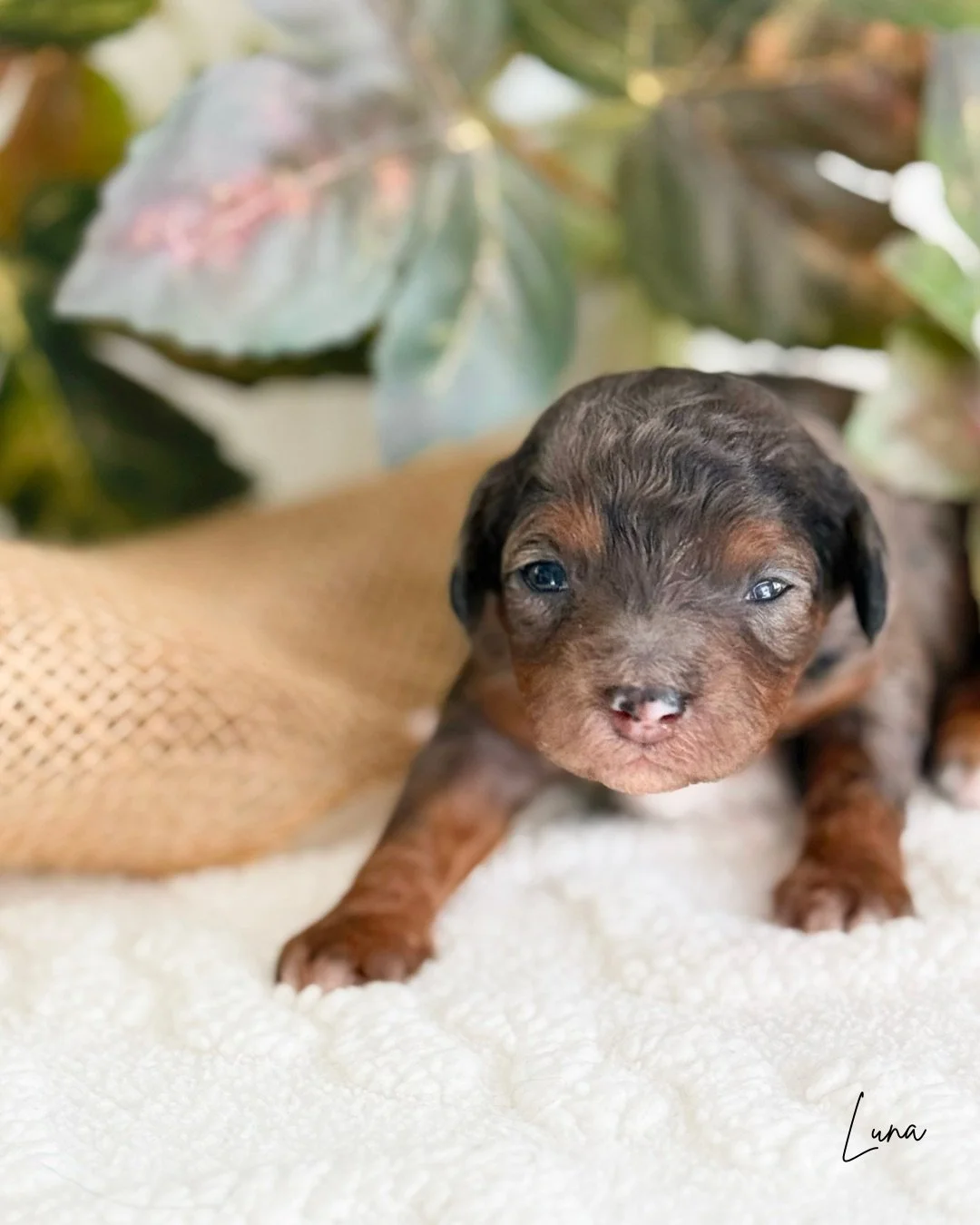 top cavapoo breeders near me