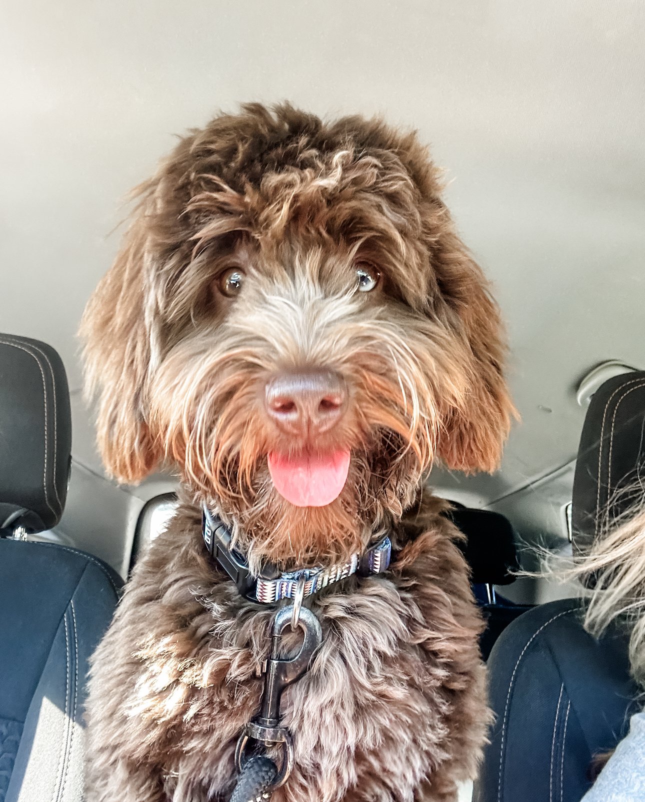 Blue eyed labradoodle sales