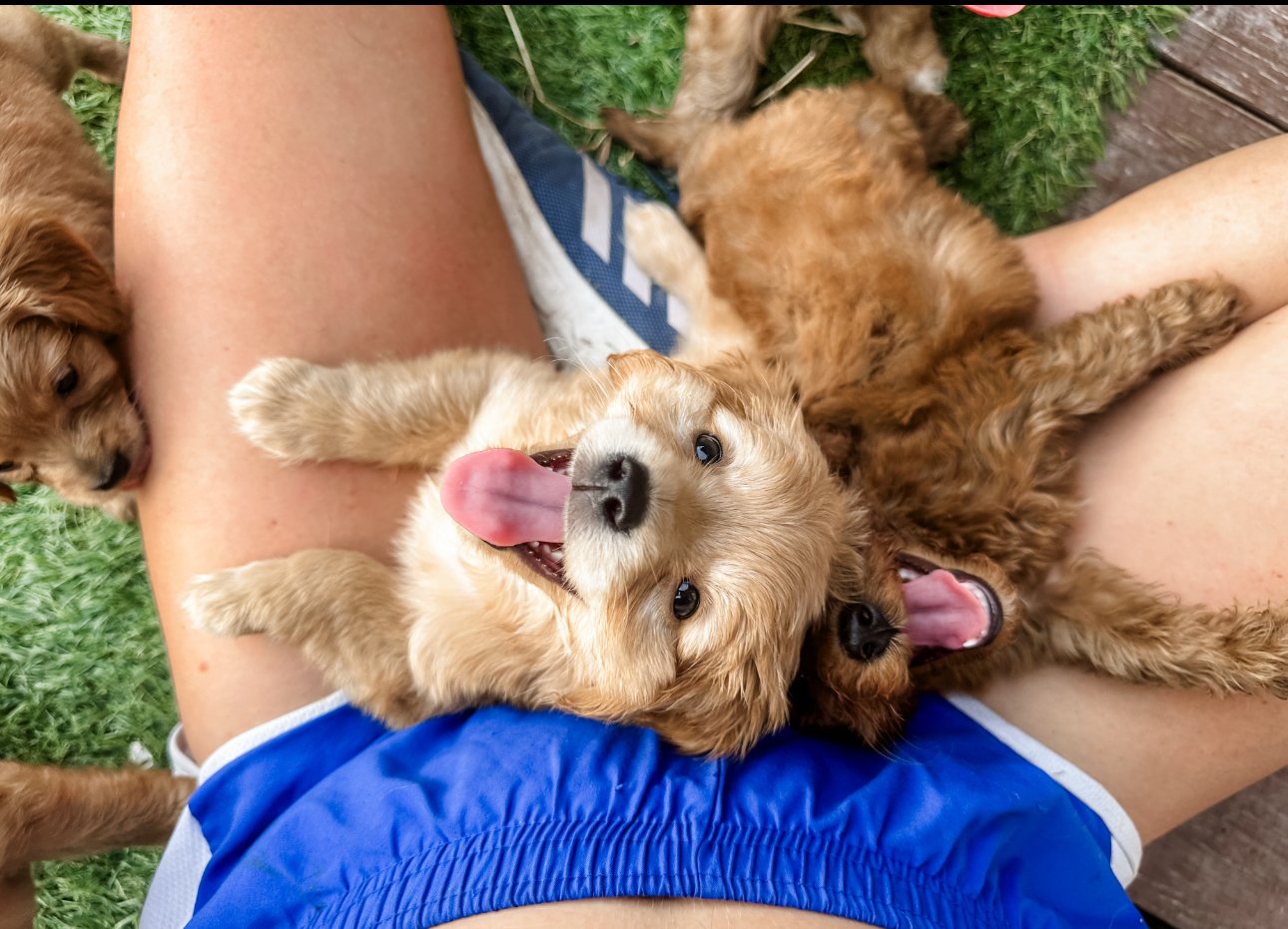 adorable goldendoodle mix puppies