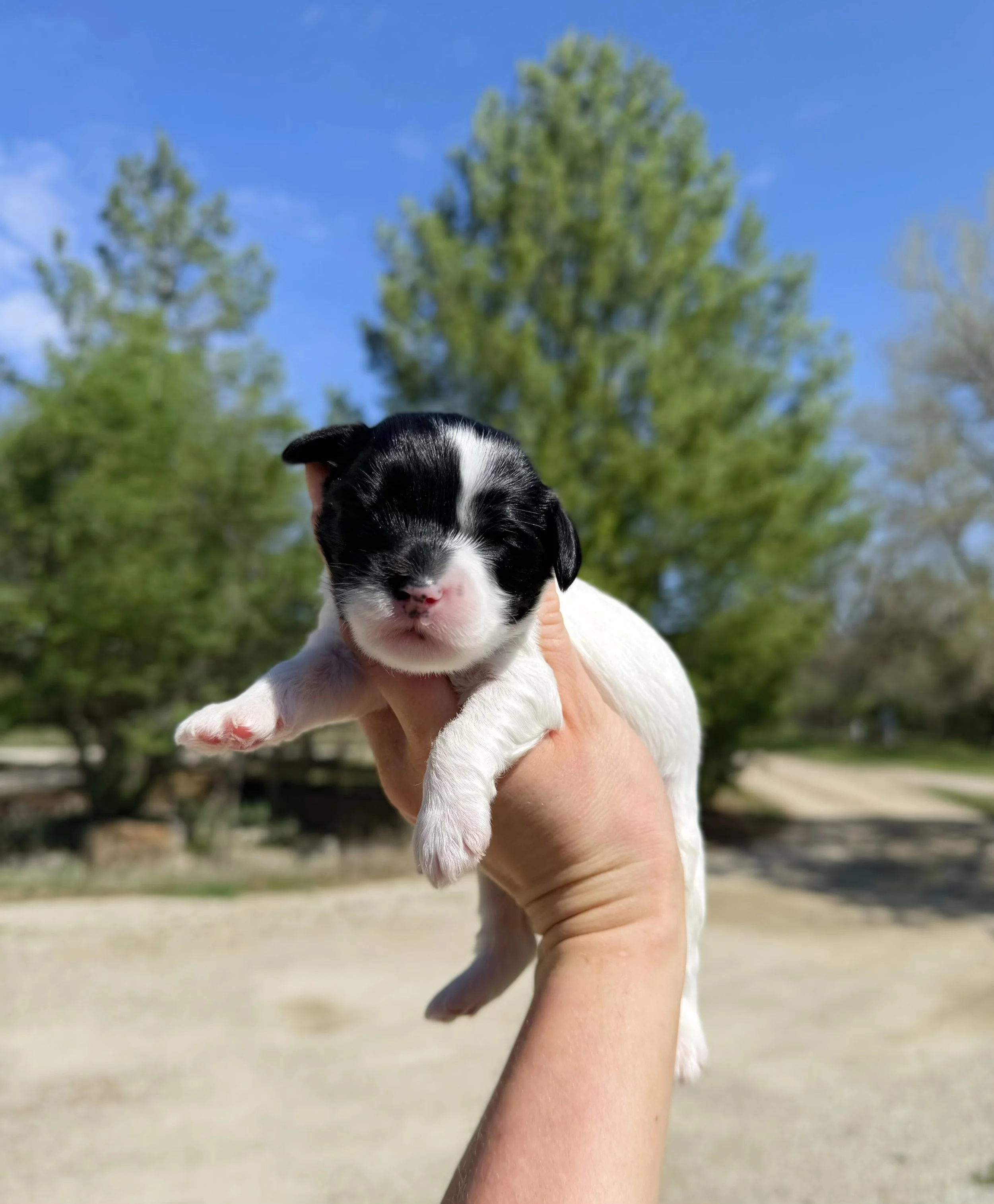 multigen cavapoo breeder near me