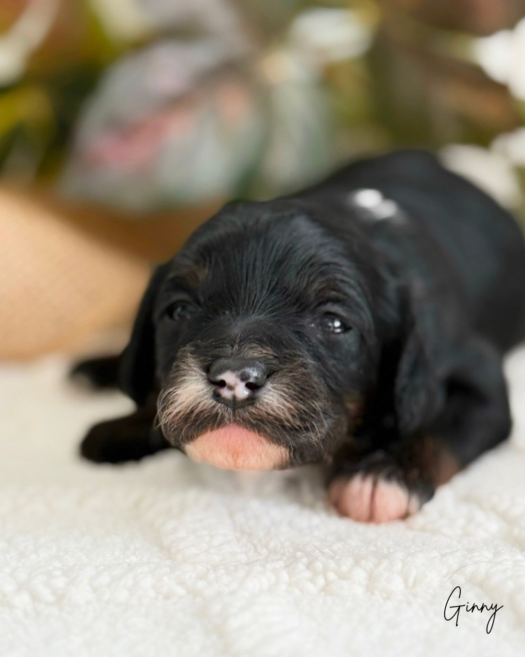 phantom cavapoo puppy