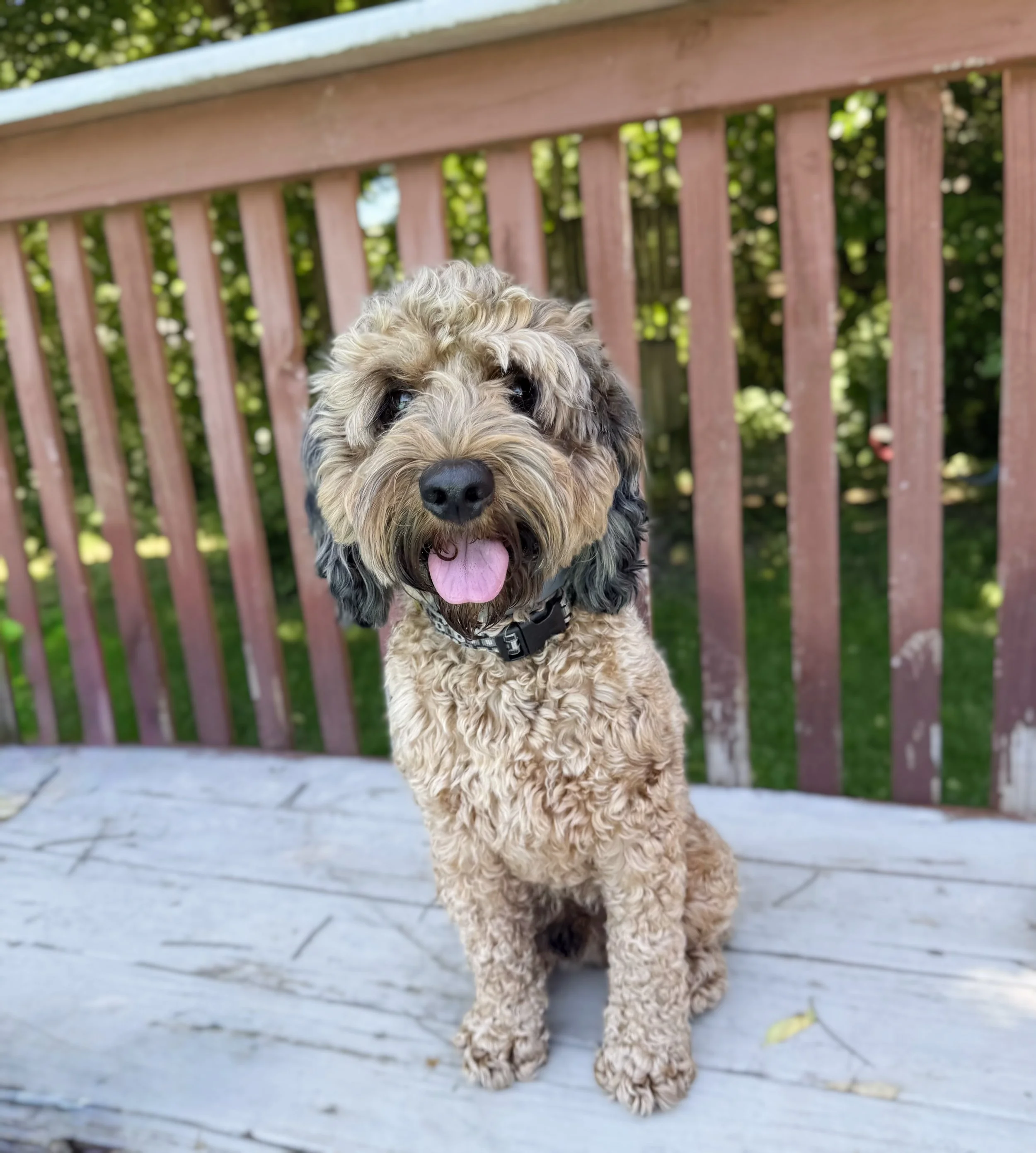 sable cockapoo stud