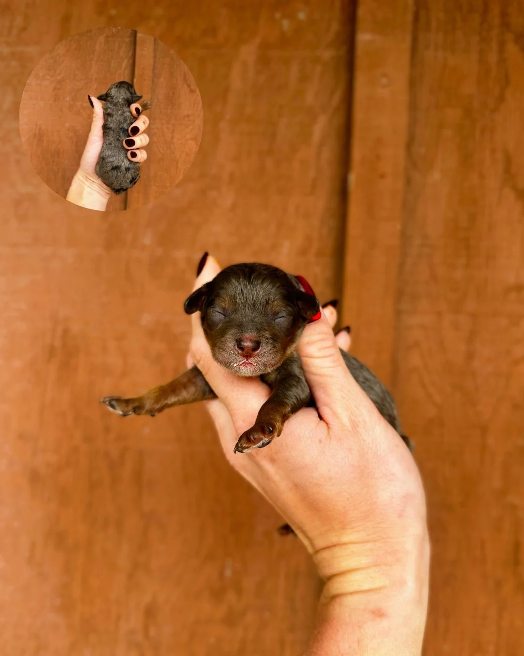 merle cavapoo puppies