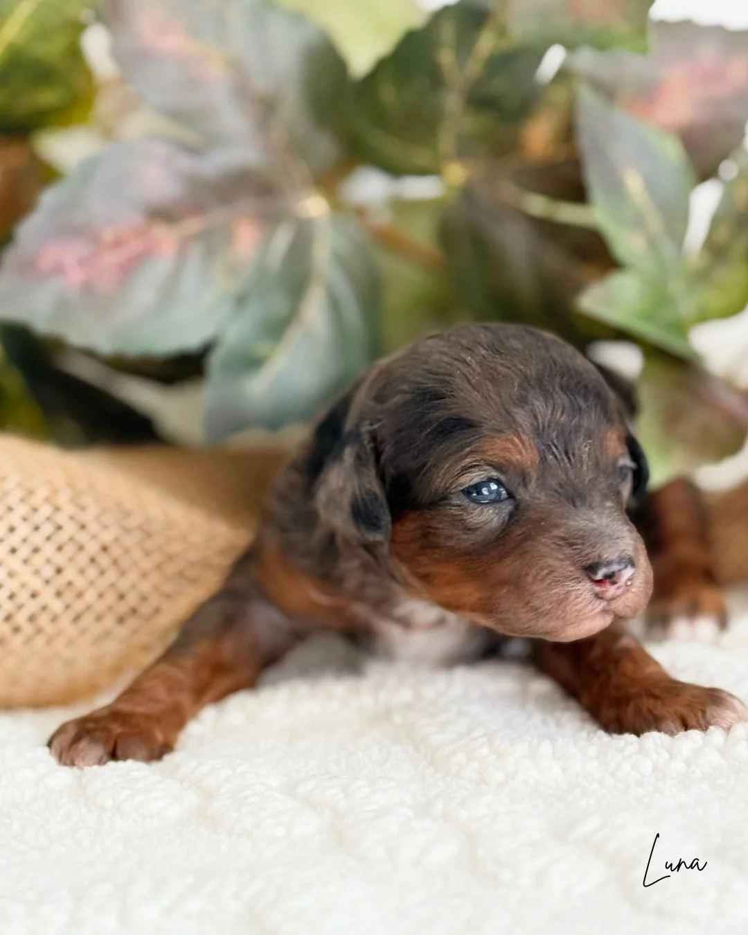 cavapoo puppies for sale near me