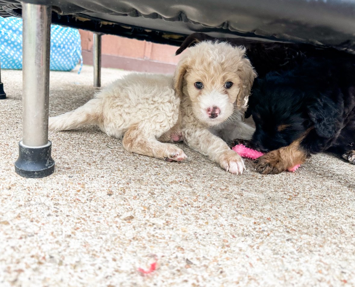 cream bernedoodles for sale