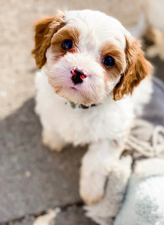 WHAT IS THE DIFFERENCE BETWEEN A CAVAPOO & A COCKAPOO? — DOODLES OF OZ