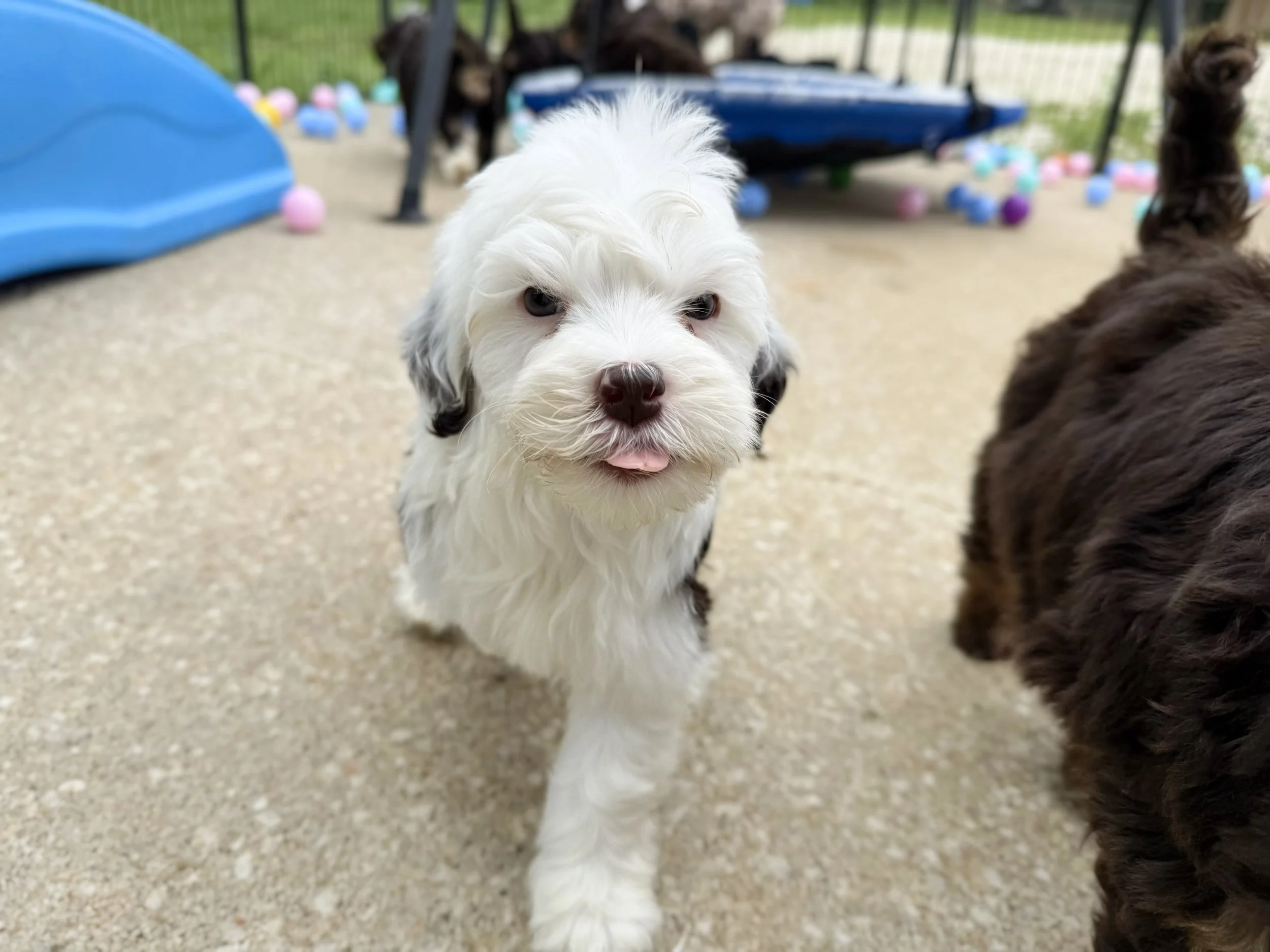 australian bernedoodle puppies
