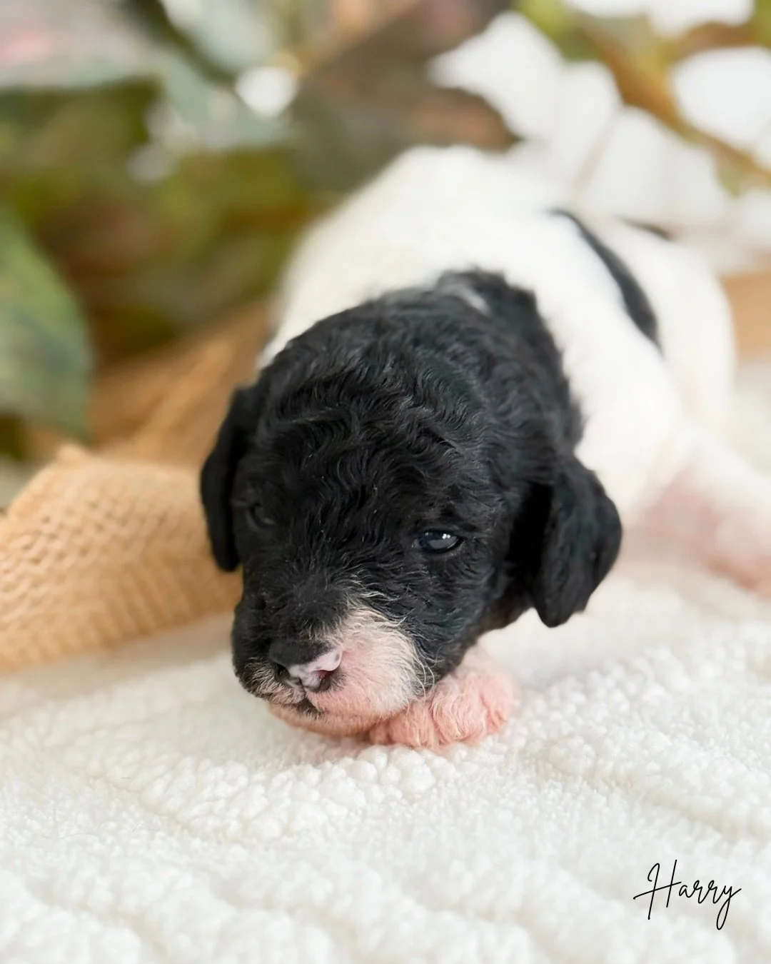 cockapoo breeders in kansas