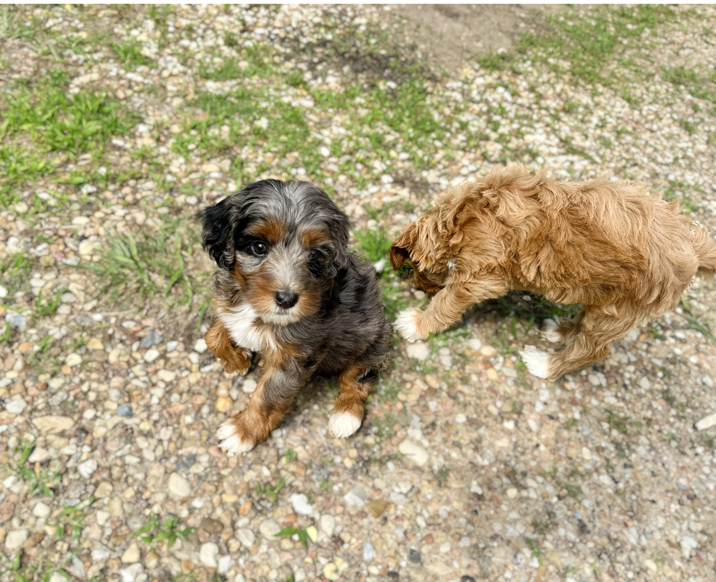 top australian bernedoodle breeders