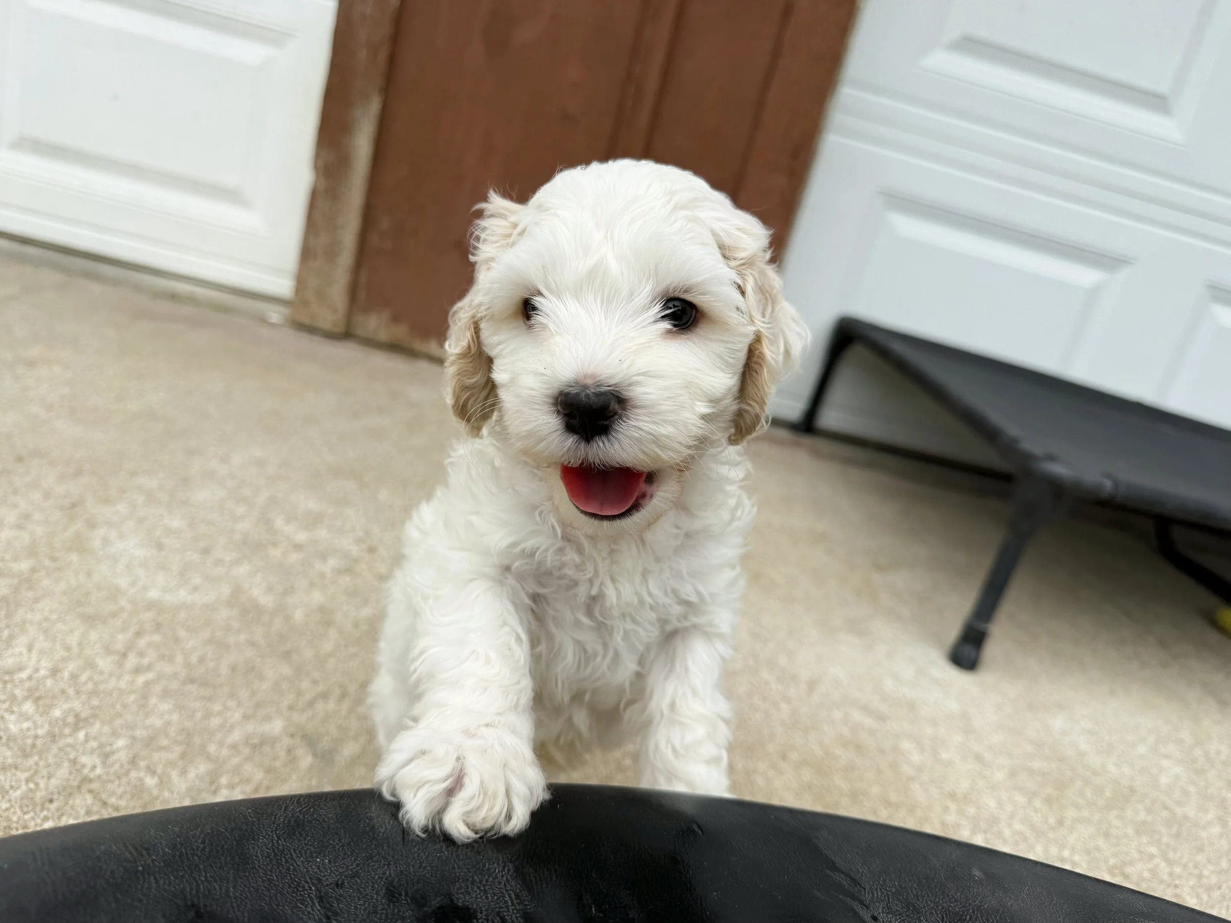 mini labradoodles for sale