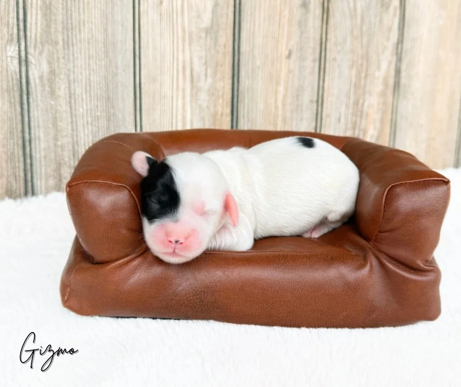 unique labradoodle puppies