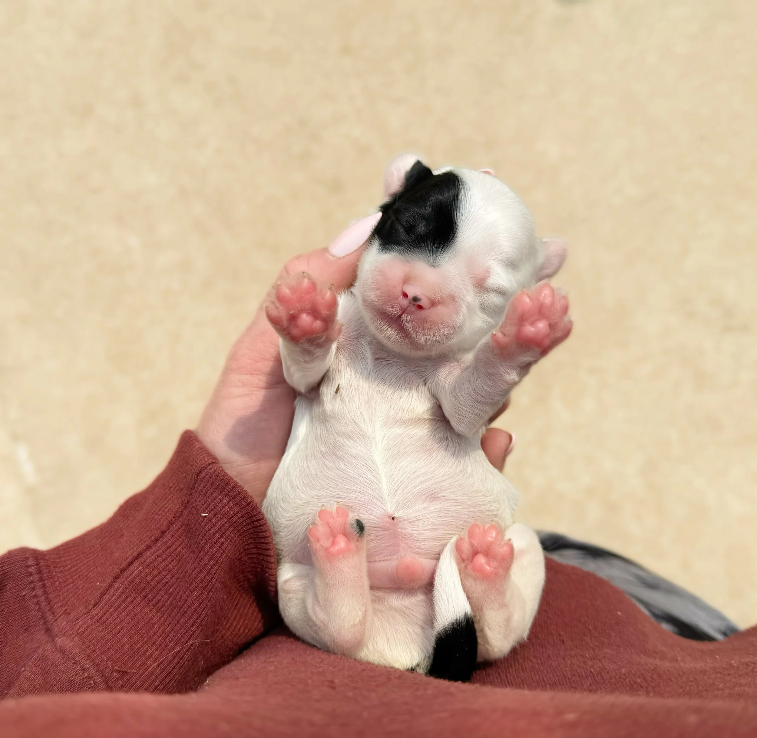 cute labradoodle puppy