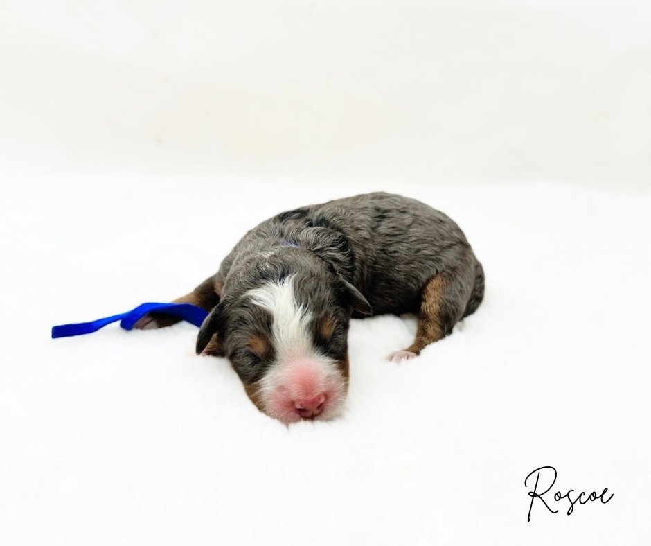 blue merle tri bernedoodle puppy available