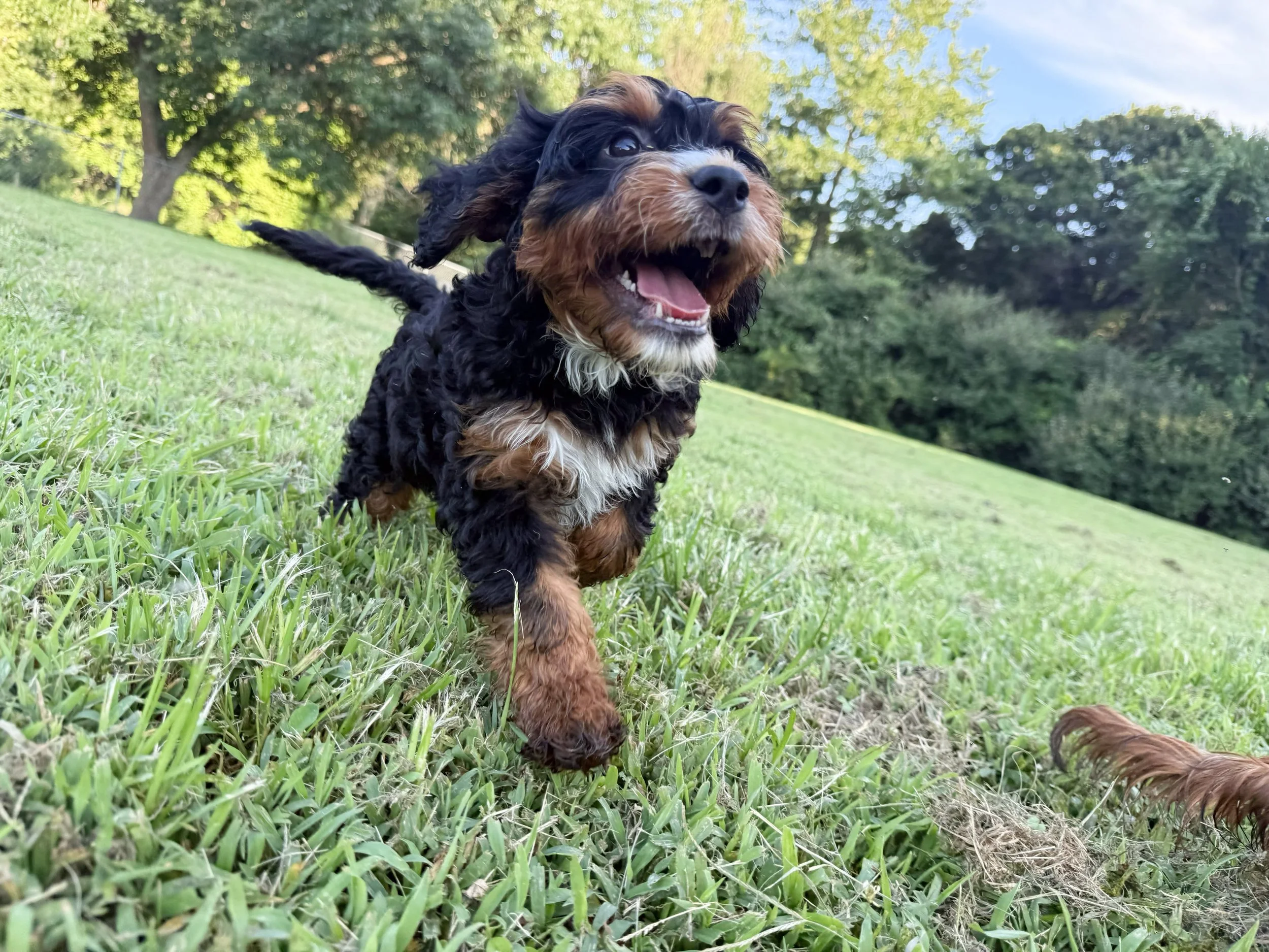 cavapoo breeders in kansas