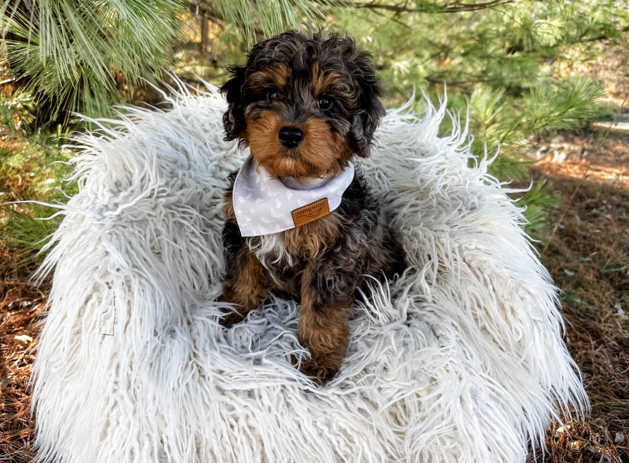 top australian mountain doodle breeder