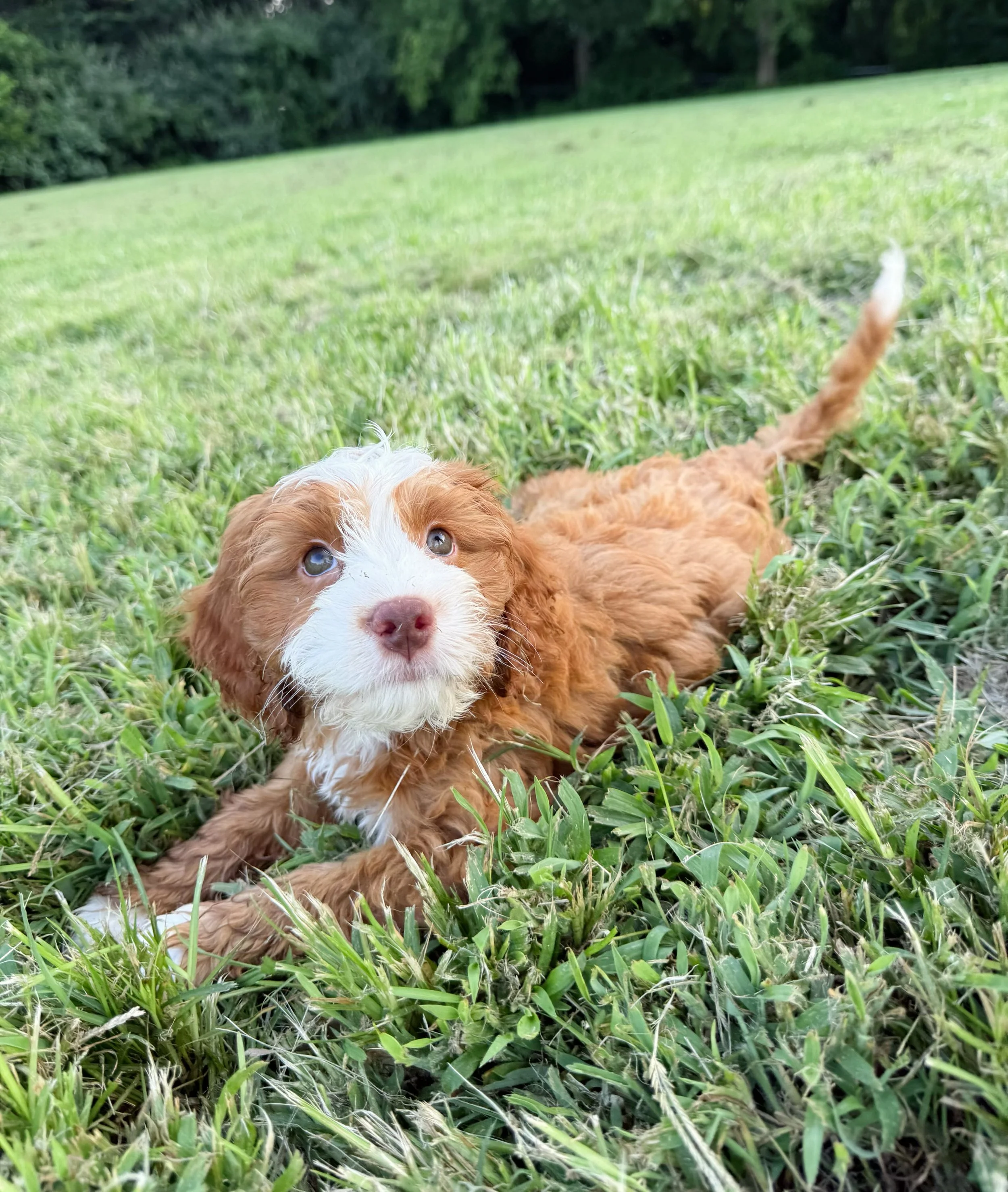 what is a cavoodle