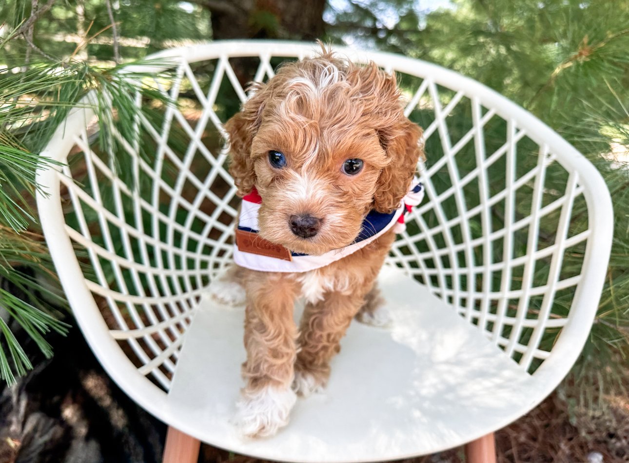 blue eyed micro mini australian labradoodle