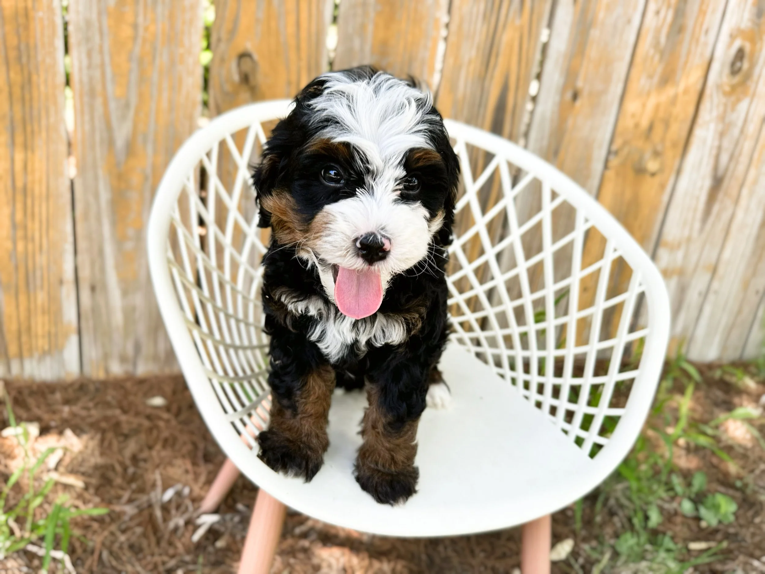 ultra bernedoodle breeder