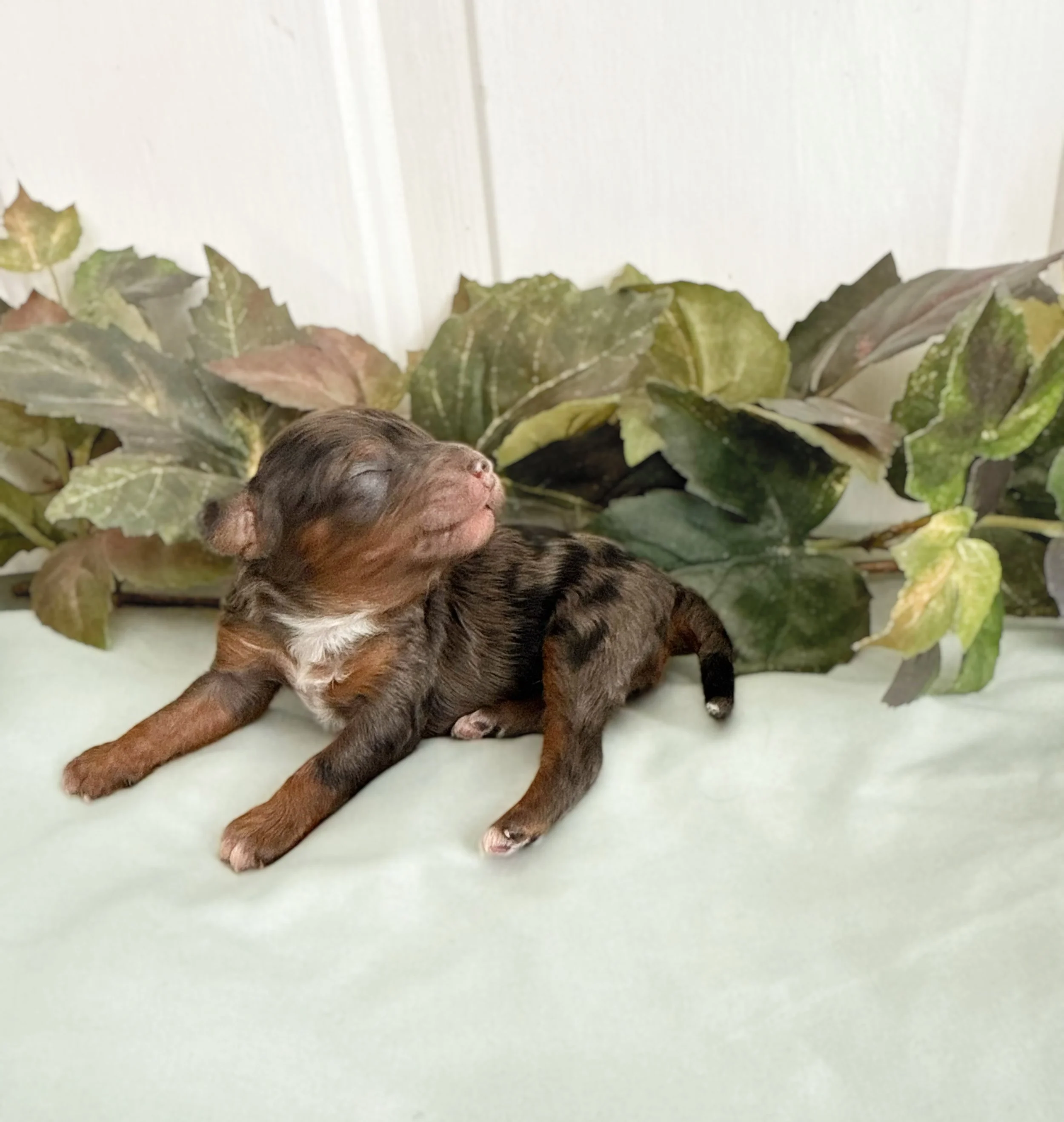 top cavapoo breeders in the united states