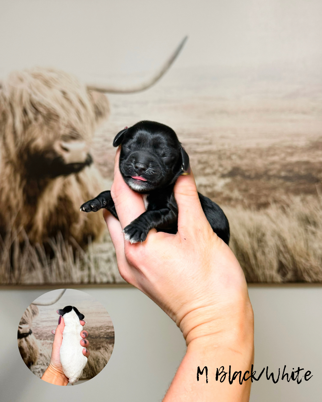 mini australian labradoodles for sale in kansas