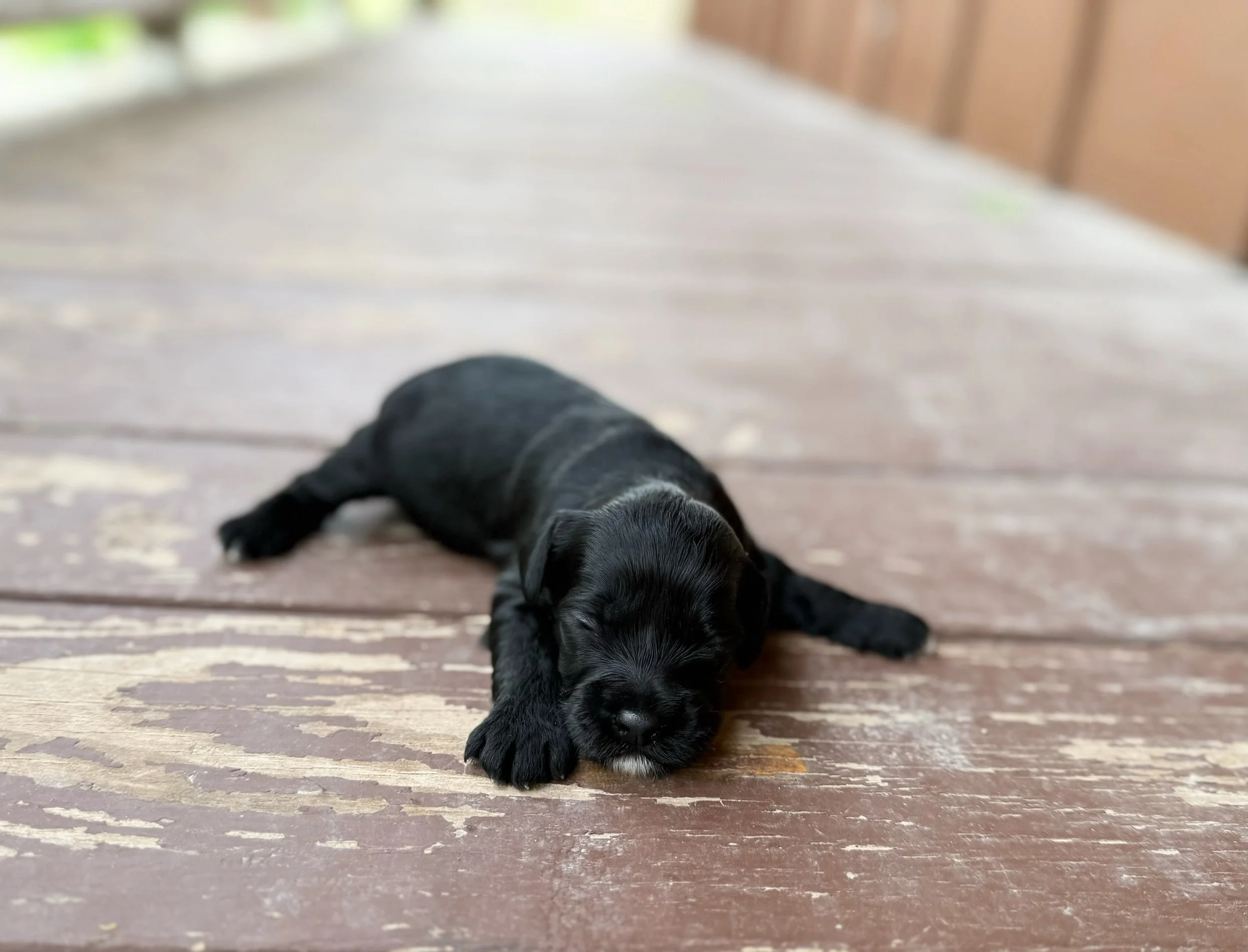 mini black doodles for adoption