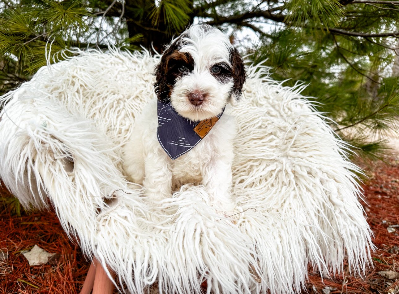 wamego doodle breeder