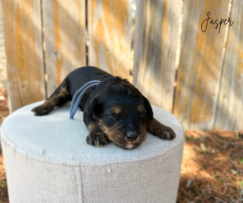 phantom australian bernedoodle puppy