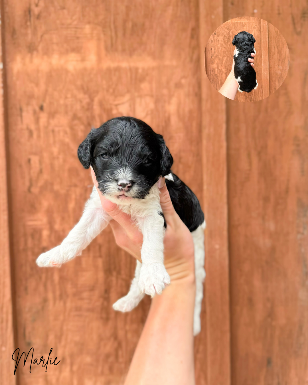MINI AUSTRALIAN LABRADOODLES FOR SALE NEAR ME