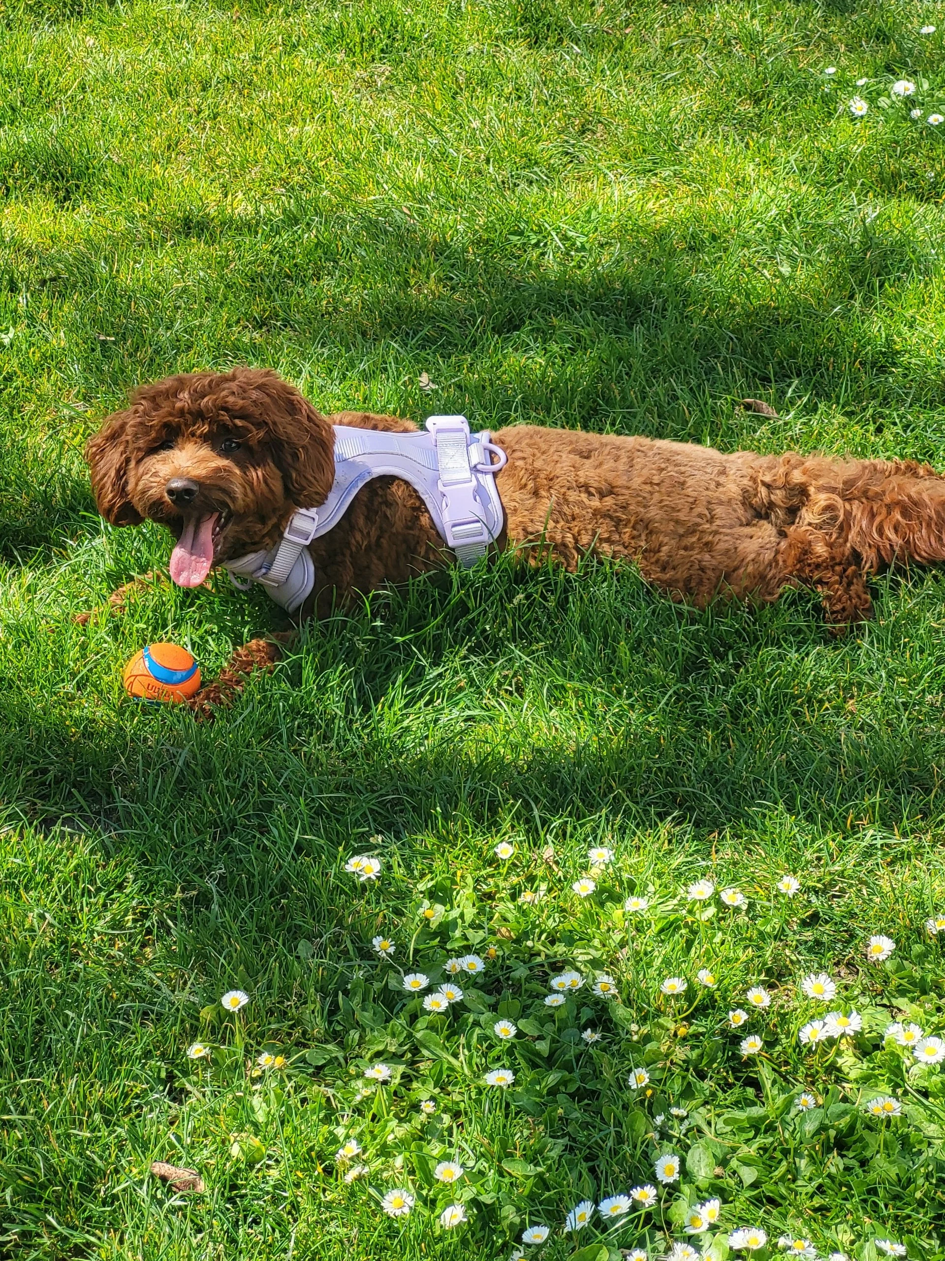 full grown australian labradoodle mix