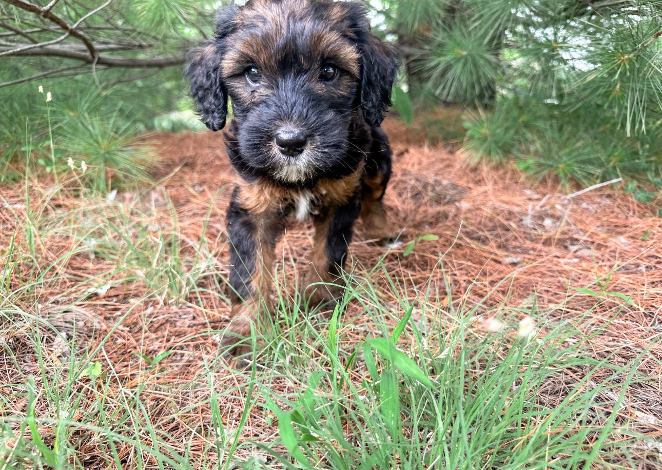 what is a sable bernedoodle (Copy)