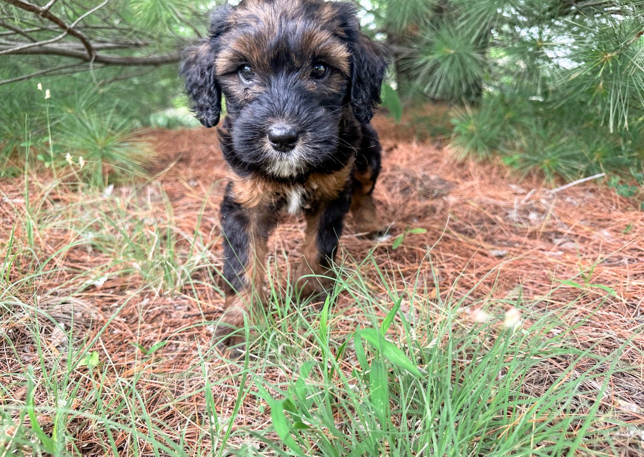 what is a sable bernedoodle