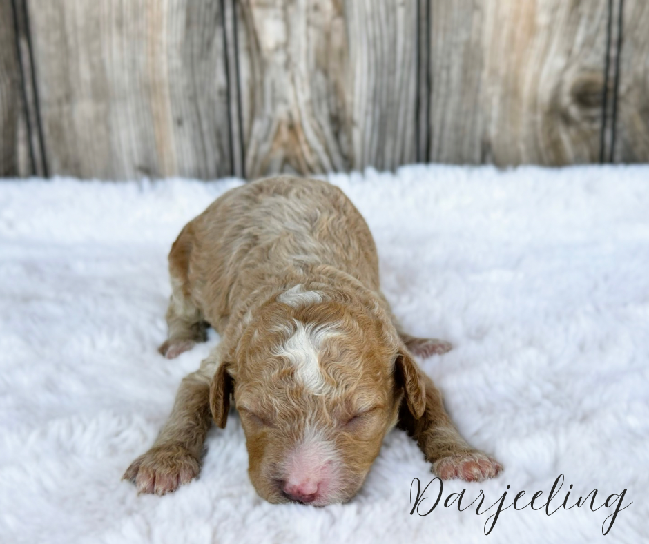 mini cavadoodle puppies