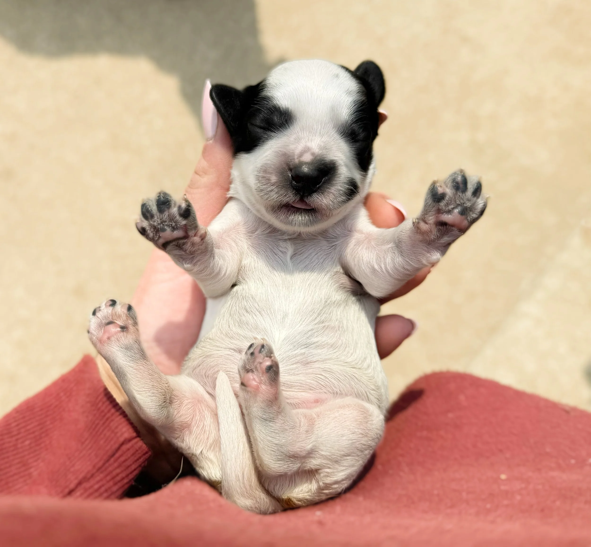 roan australian labradoodle breeder