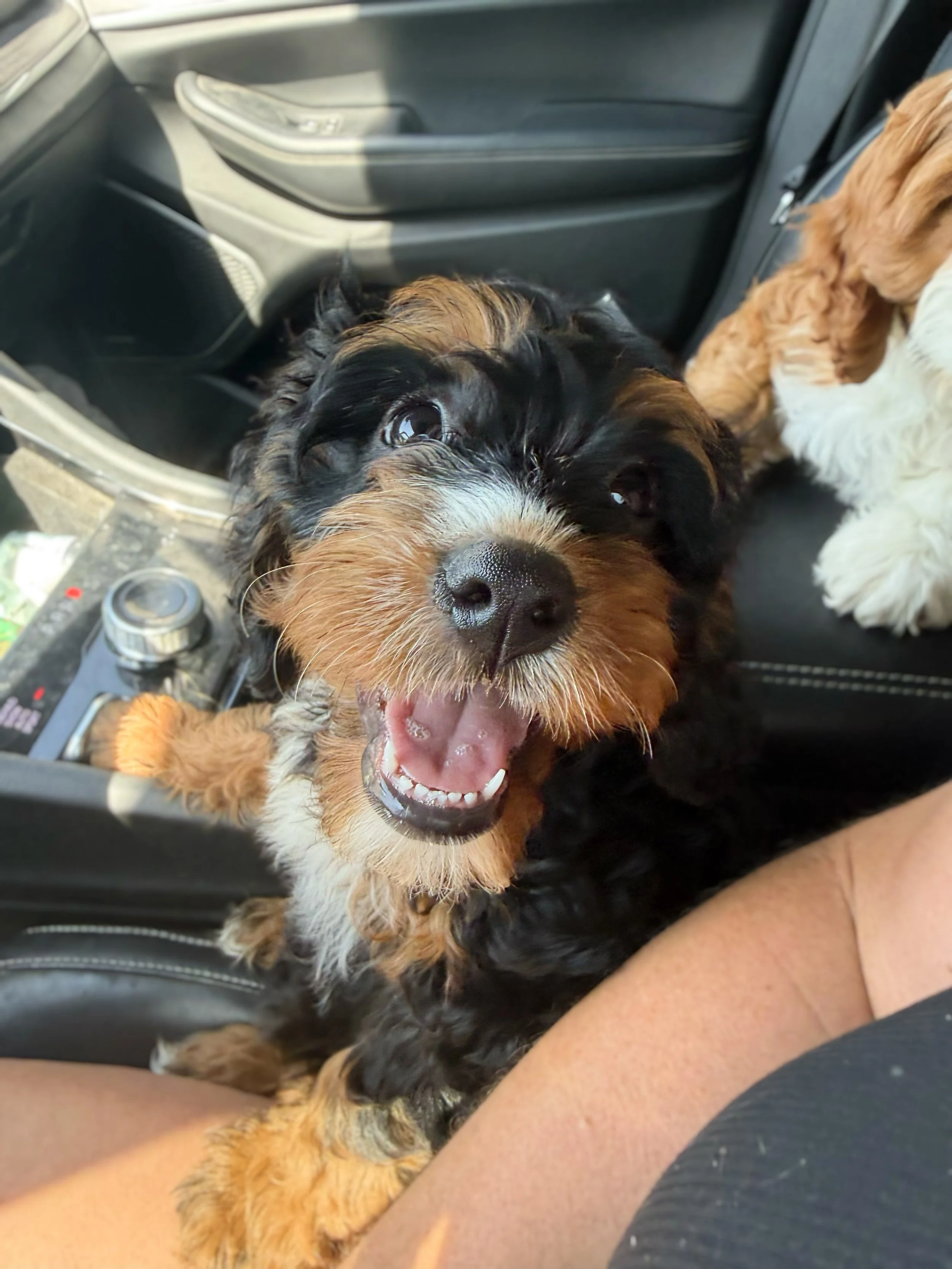 cavoodle breeders near me