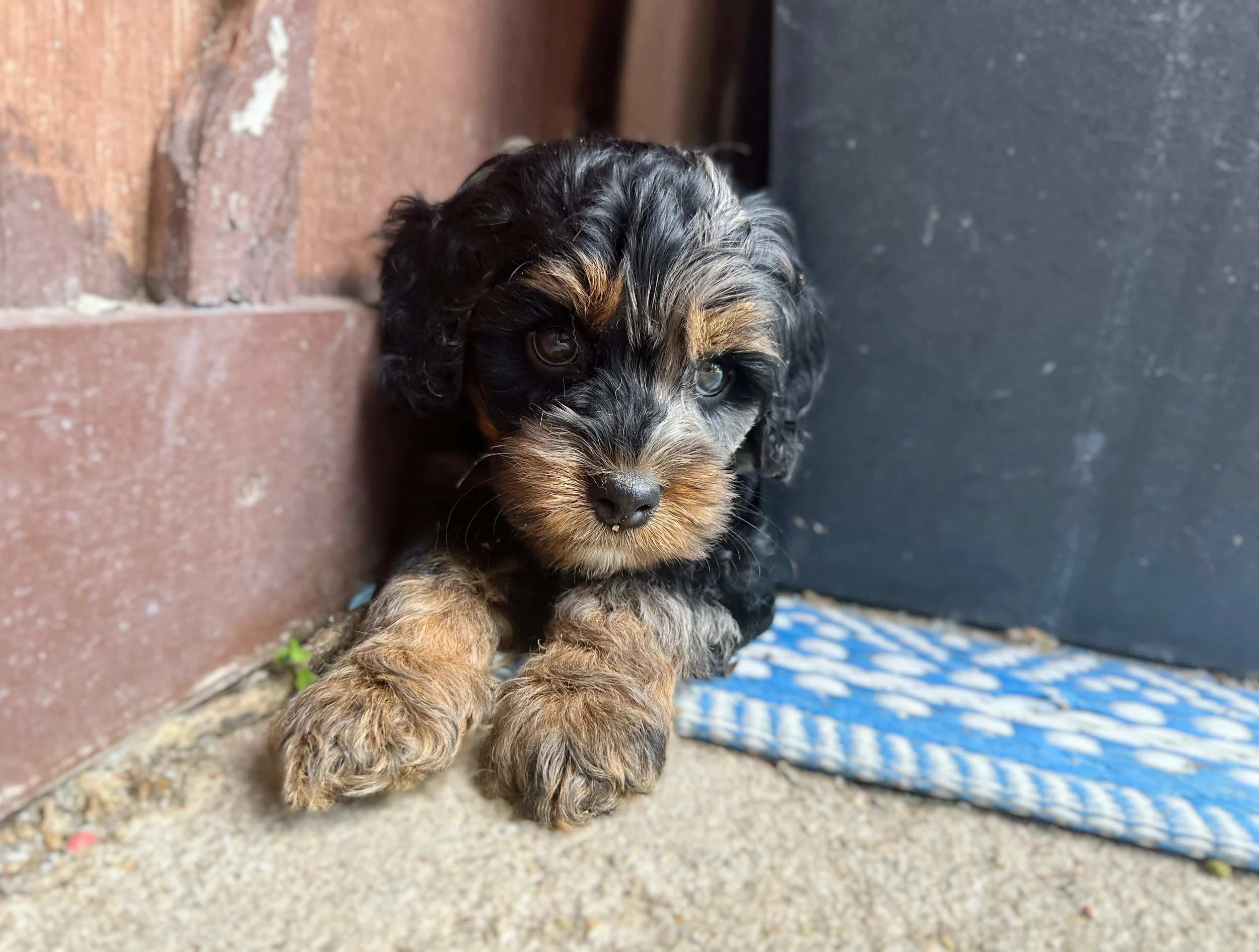 phantom merle australian labradoodle puppy available