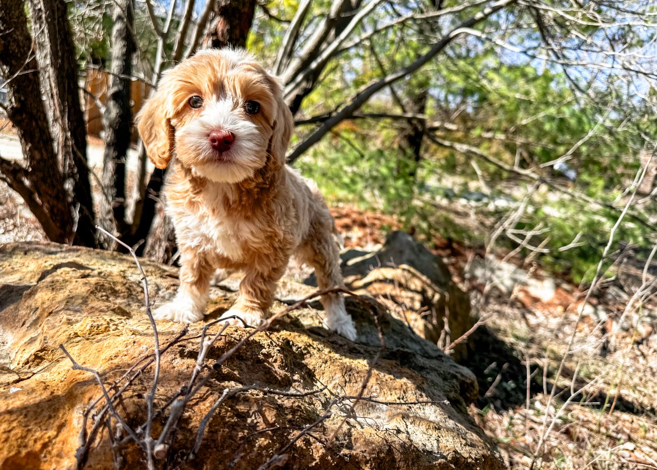 petite tuxedo australian labradoodle puppy
