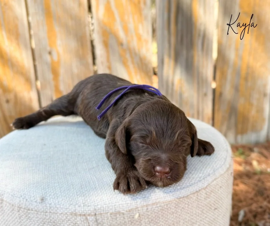 mini chocolate bernedoodle