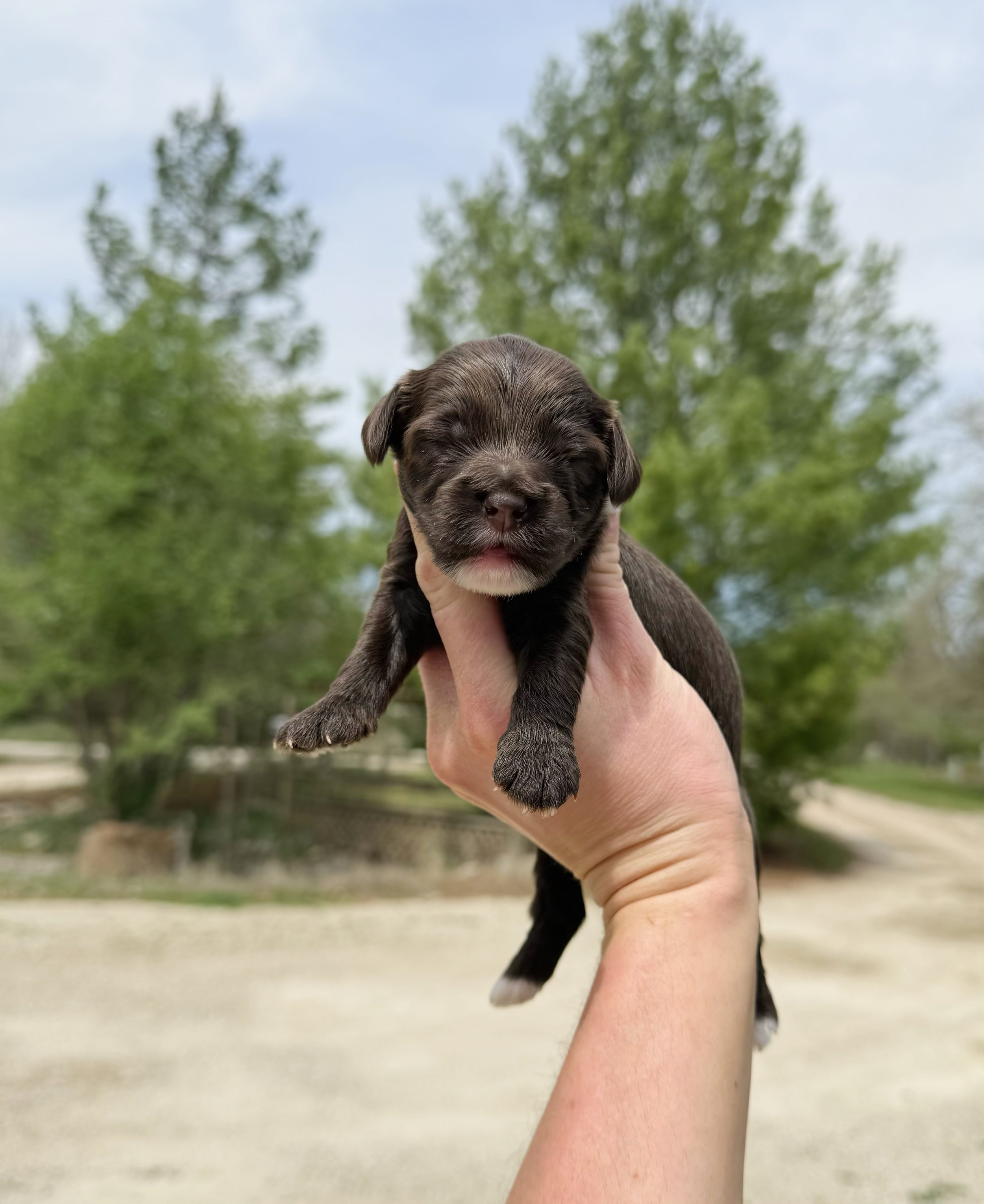 brown labradoodle puppies for sale