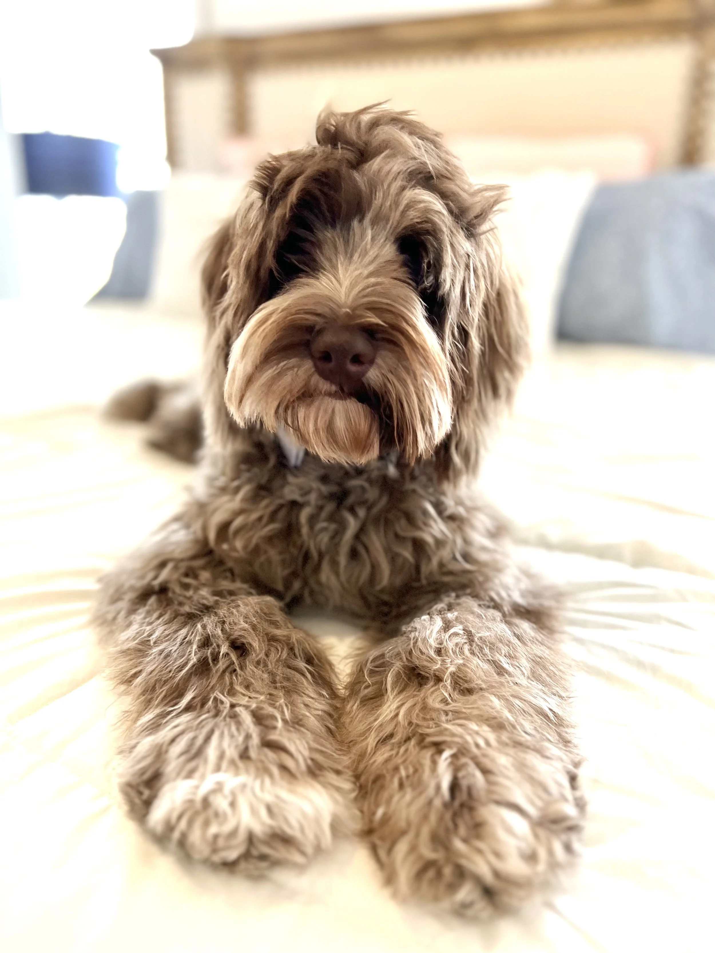 chocolate merle australian labradoodle with wavy fleecy coat