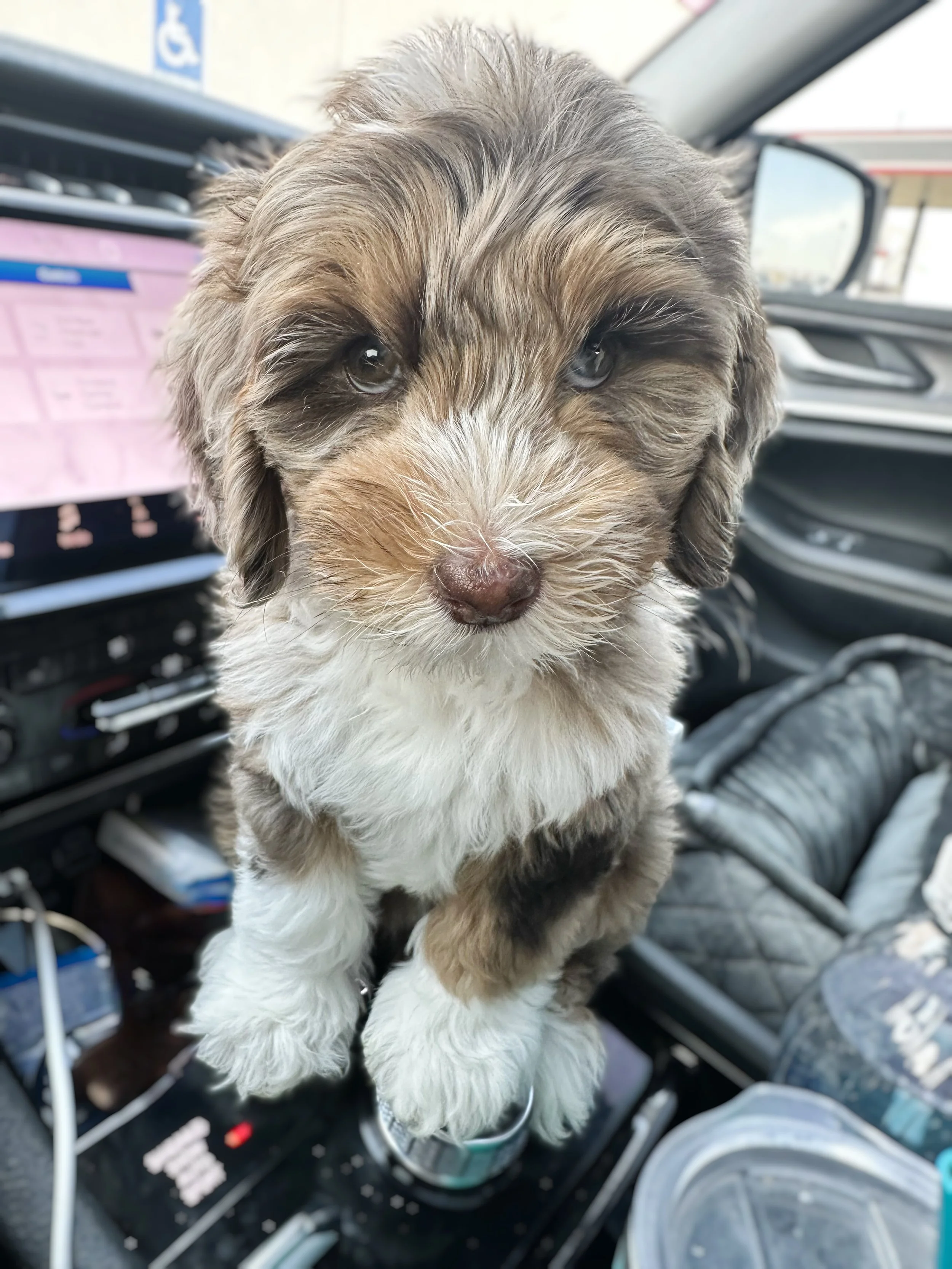 chocolate tri merle australian labradoodle